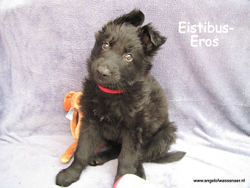 Eistibus-Eros, zwarte ODH reu van 7 weken